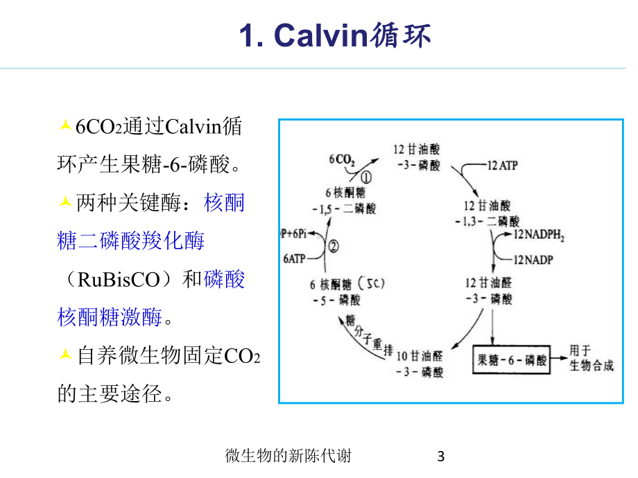 微生物的新陈代谢培训课件.ppt_第3页