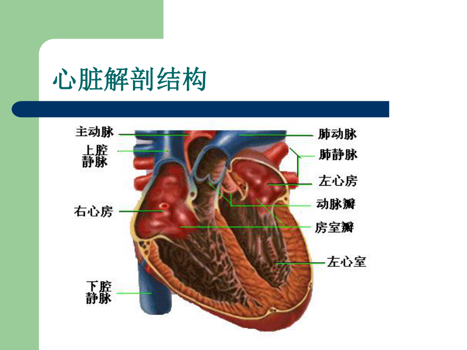 心脏检查新1(贵山)课件.ppt_第3页