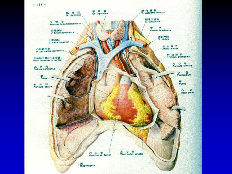 心脏检查培训培训课件.ppt_第2页
