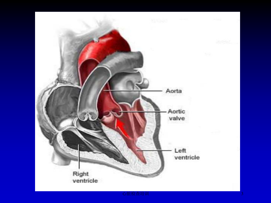 心脏检查培训培训课件.ppt_第3页