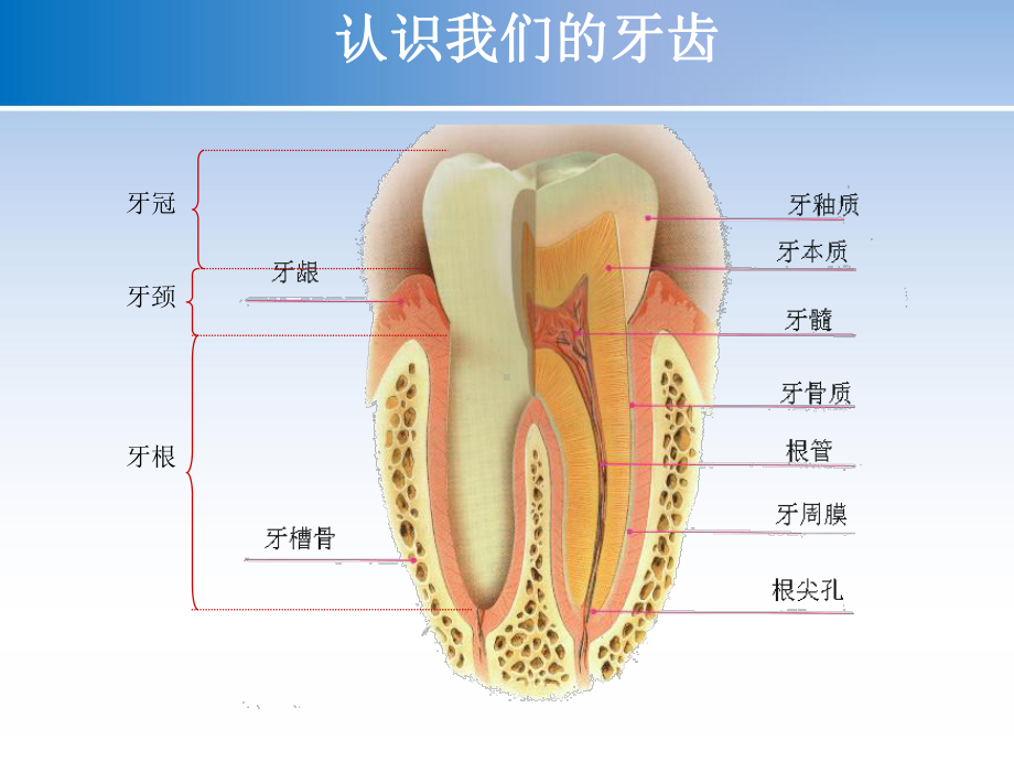 我们的爱牙日-课件.pptx_第3页