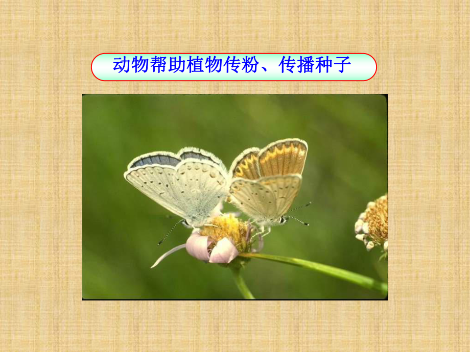 济南版七上《动物在生物圈中的作用》课件1.ppt_第2页