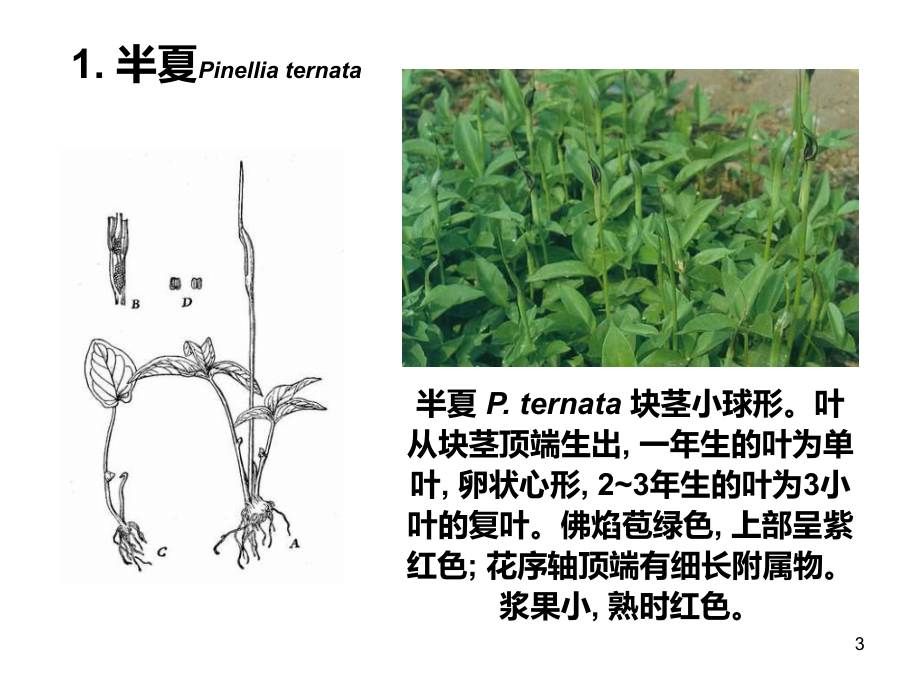 浙江和华中地区地道中药材课件.ppt_第3页