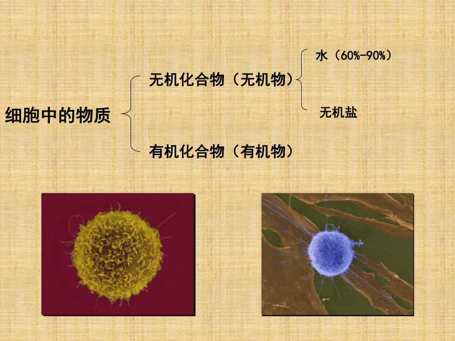 浙科版生物必修1第三节-《-有机化合物及生物大分子》课件.ppt_第2页