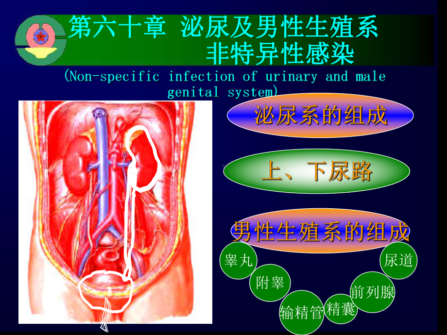 泌尿及男性生殖系感染详解课件.pptx_第3页