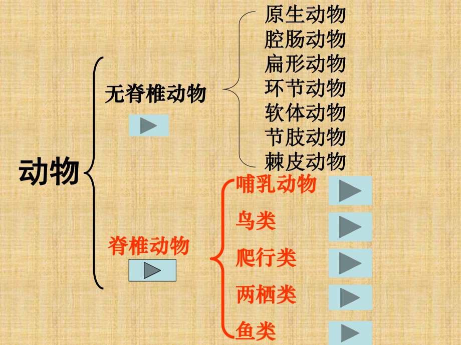 济南版七上《无脊椎动物的主要类群》课件.ppt_第2页