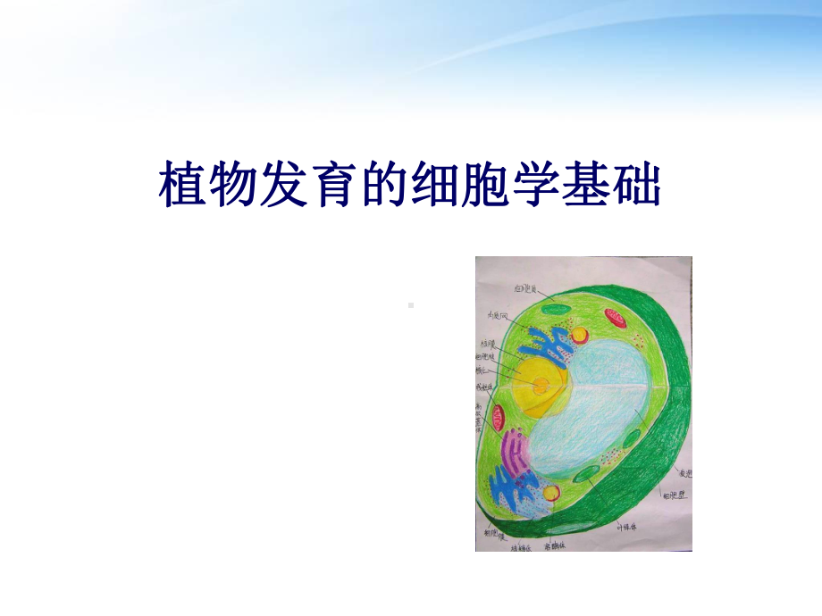 植物发育的细胞学基础-课件.ppt_第1页