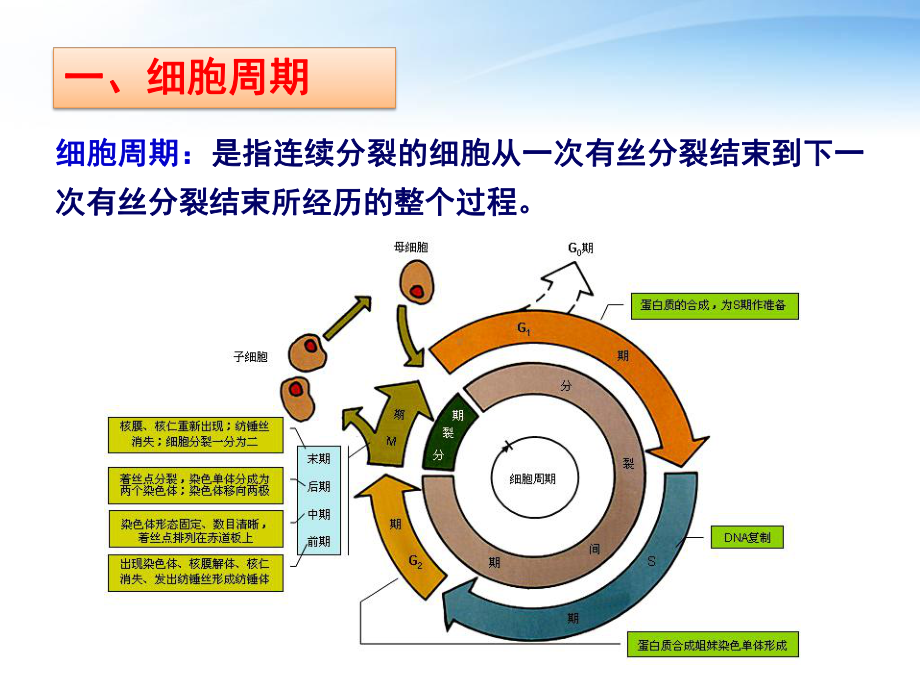 植物发育的细胞学基础-课件.ppt_第3页