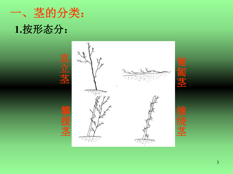 浙教版科学八年级下册第四章―44植物体中物质的运输第一课时课件.ppt_第3页