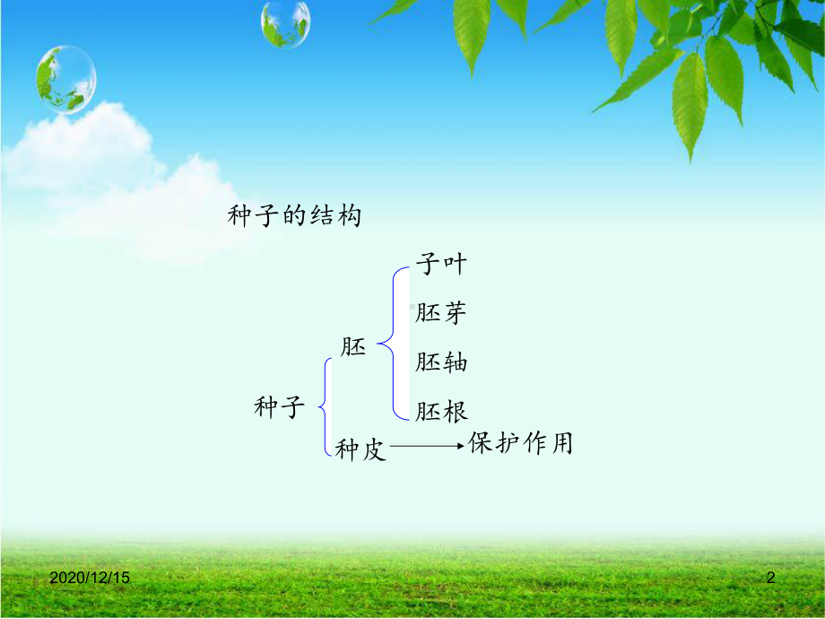 植物根的生长-课件.ppt_第2页