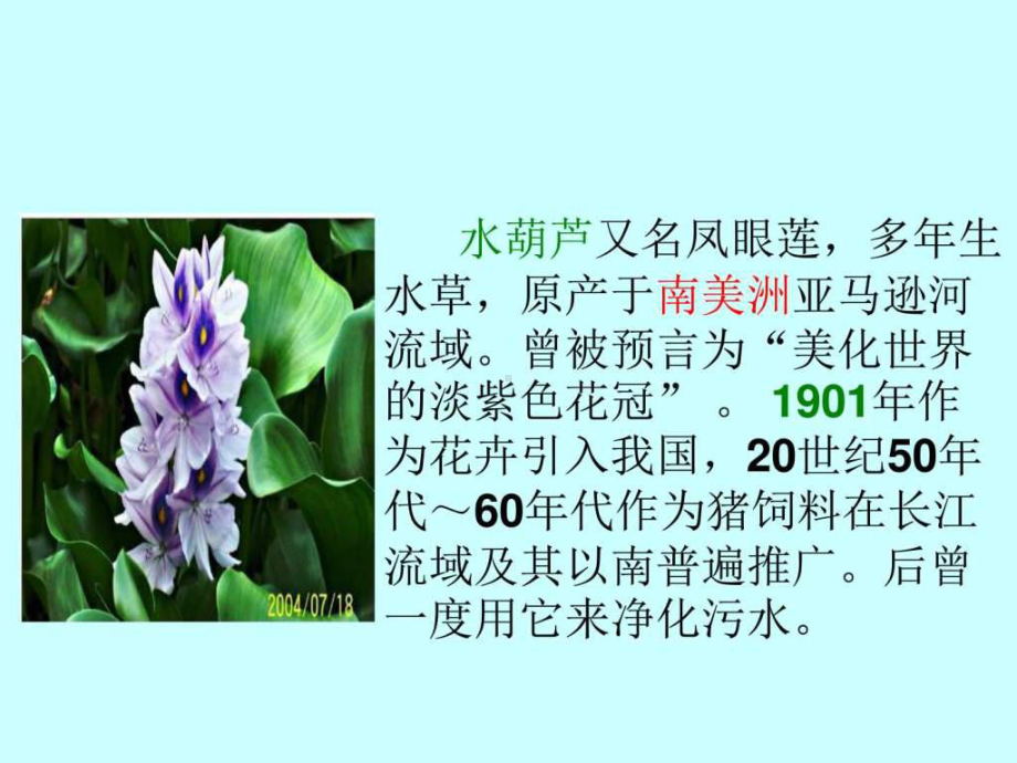 生物入侵者公开课课件.ppt_第2页