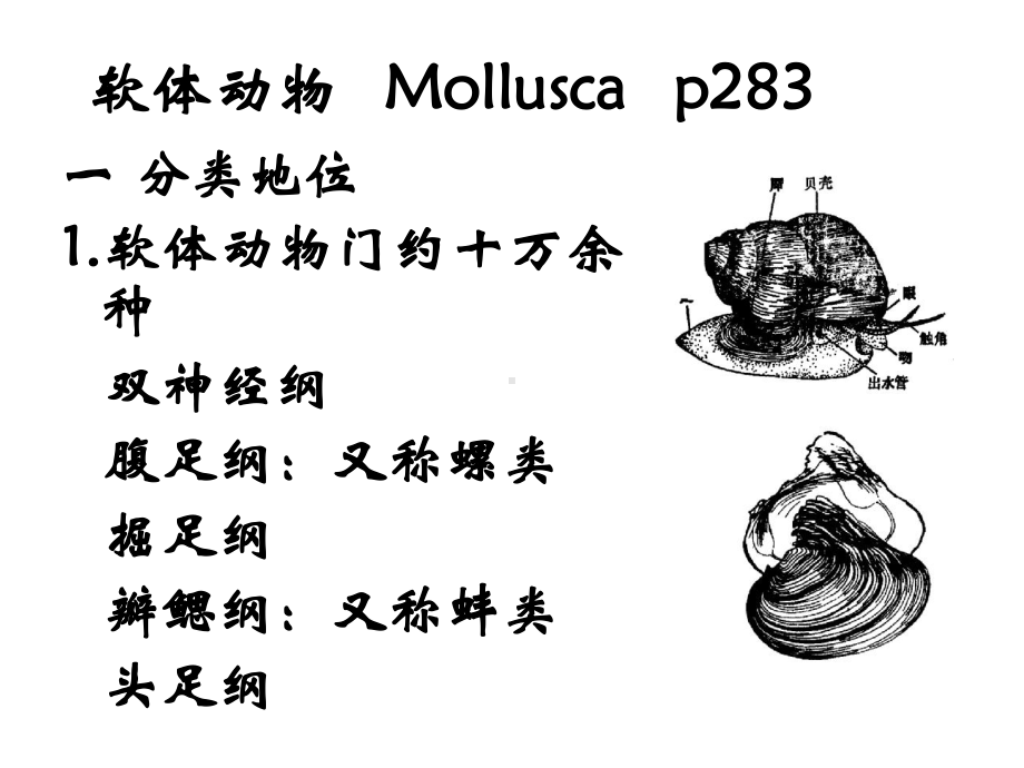 水生生物学课件16蚌-的贝壳软体动物--Mollusca.ppt_第1页