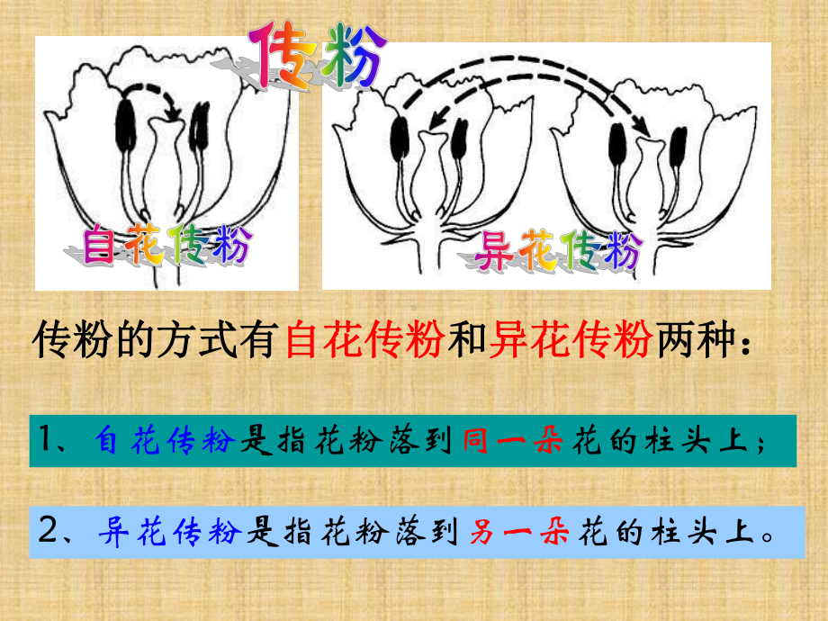 浙教版科学七下《植物生殖方式的多样性》课件.ppt_第3页