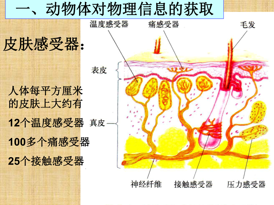 沪科版生命科学高二上5-1《动物体对外界信息的获取》课件7.ppt_第3页