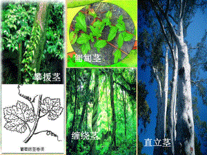 浙教版科学八下《植物体中物质的运输》课件.ppt