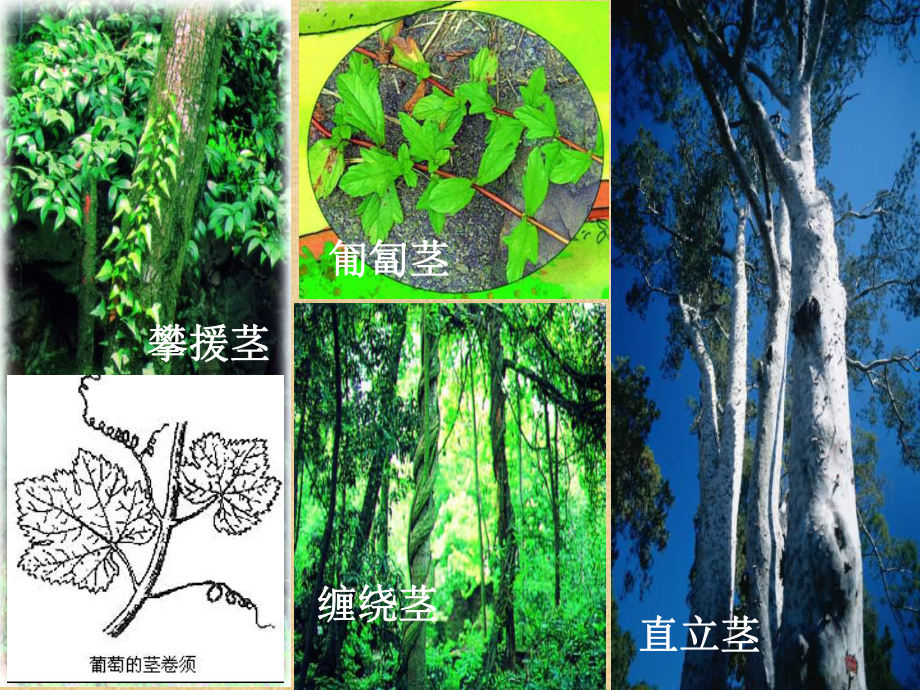 浙教版科学八下《植物体中物质的运输》课件.ppt_第1页