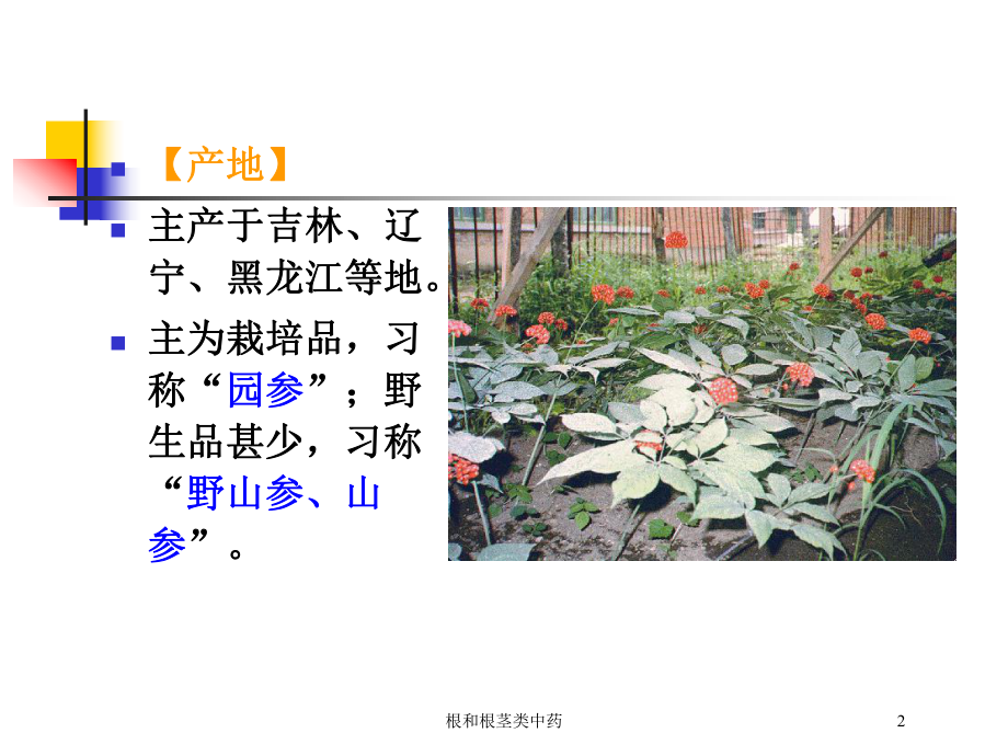 根和根茎类中药培训课件.ppt_第2页