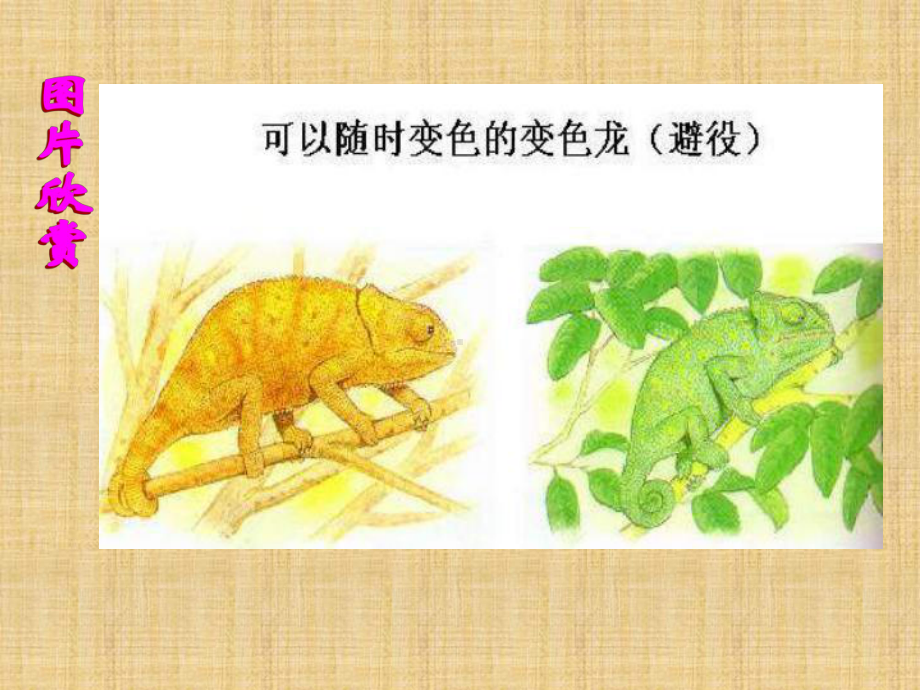 浙教版科学八上《环境对生物行为的影响》课件2.ppt_第2页