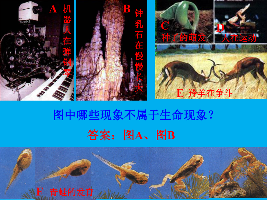 生物与环境的关系-教学-课件.ppt_第2页