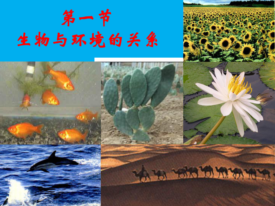 生物与环境的关系-教学-课件.ppt_第3页