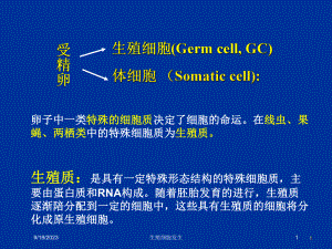 生殖细胞发生培训课件.ppt