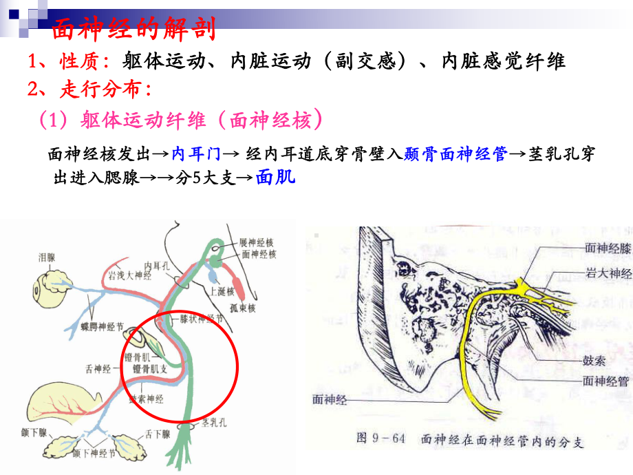 面神经炎的康复.ppt_第3页