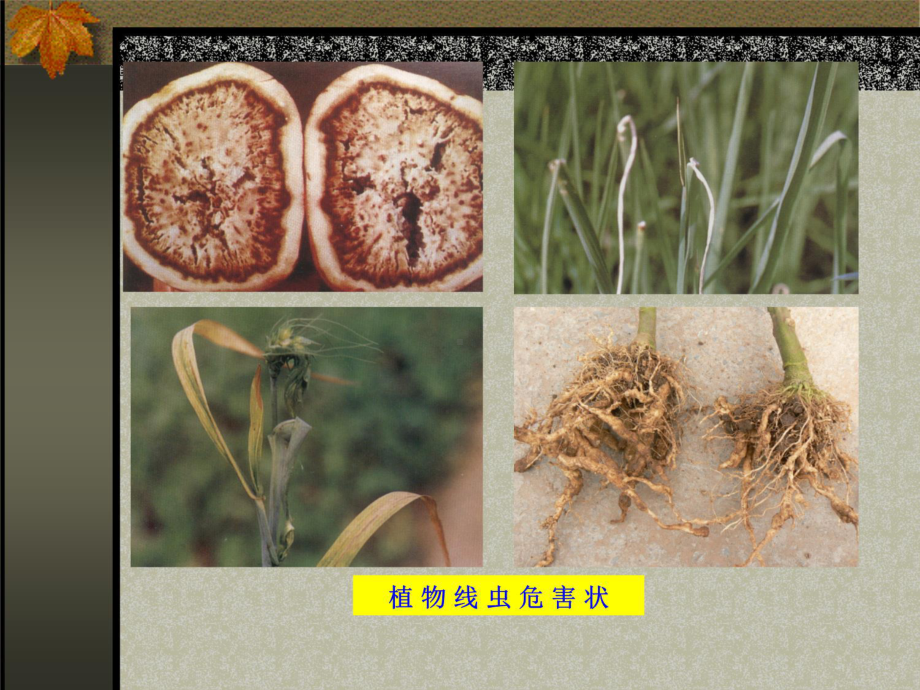 第五章-植物病原线虫及原生动物-第六章-寄生性植物课件.ppt_第2页