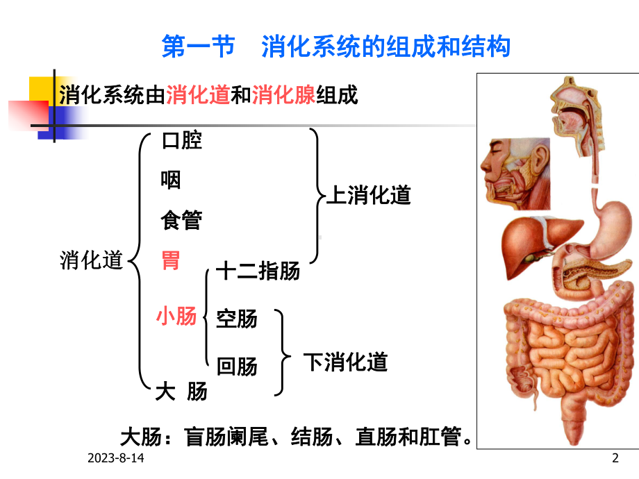 第九讲-消化系统课件.ppt_第2页