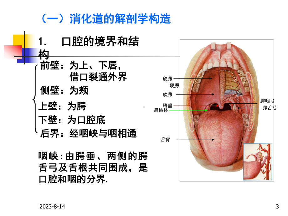 第九讲-消化系统课件.ppt_第3页