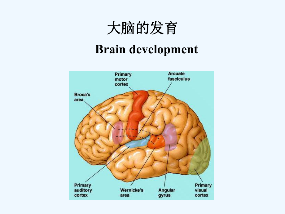 第二章-儿童神经心理发育课件.ppt_第2页