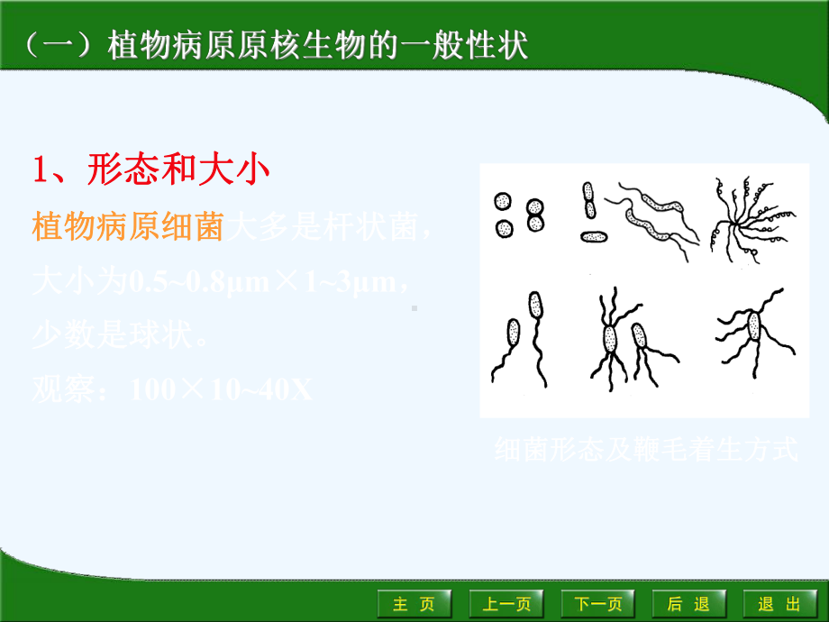 第二节-观赏植物病害的病原原核生物课件.ppt_第3页