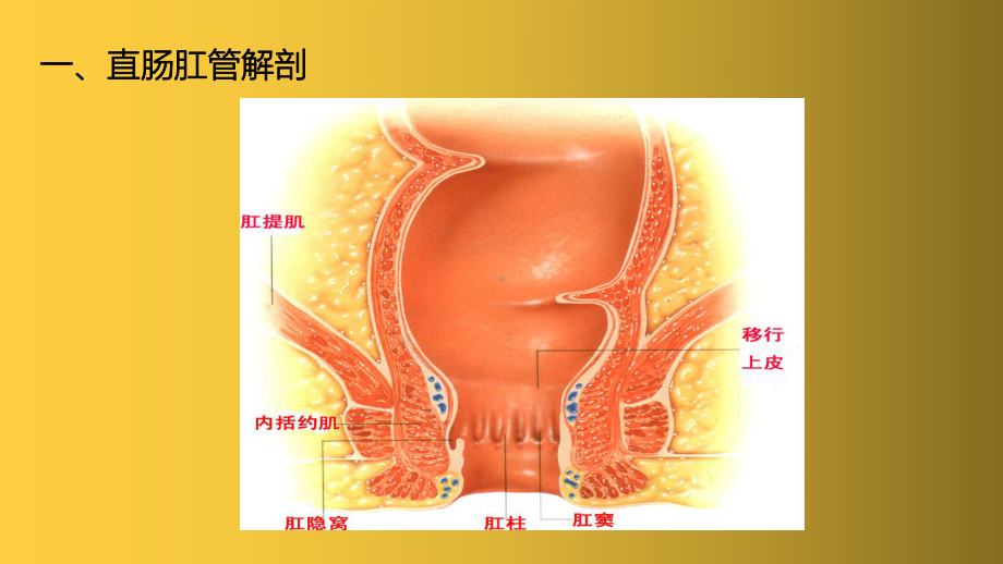 经直肠腔内3D超声在直肠肛管肿物诊断中的应用课件.pptx_第3页