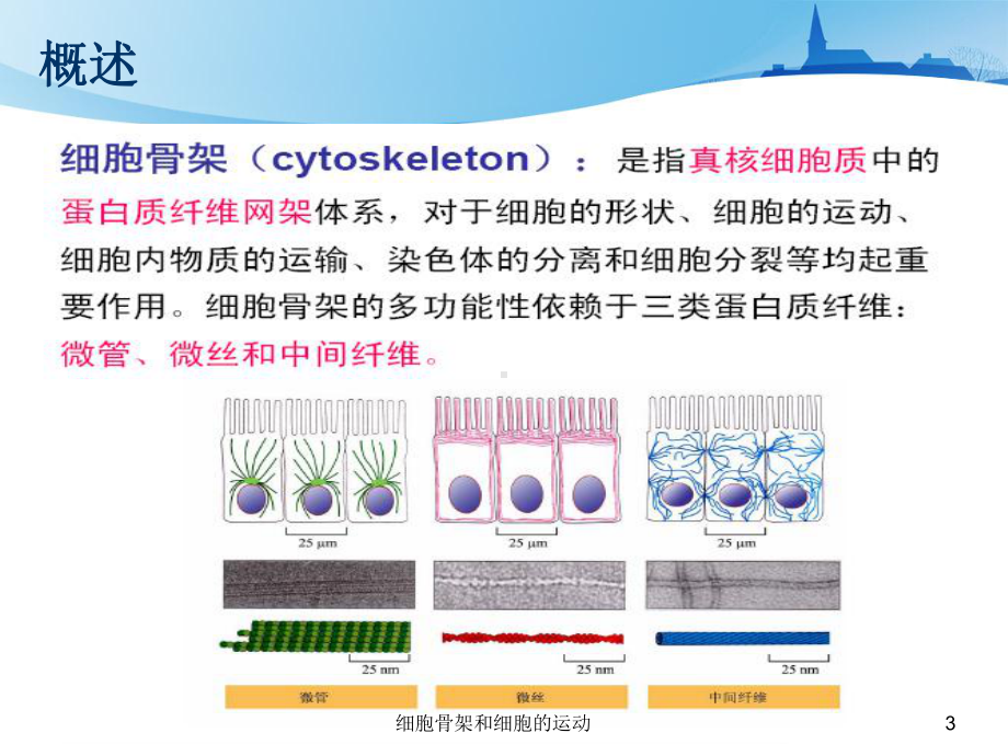 细胞骨架和细胞的运动培训课件.ppt_第3页