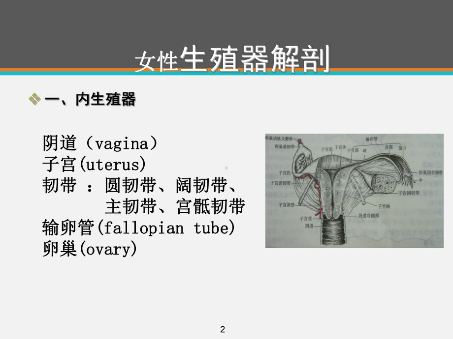 经腹次全子宫切除术护理查房-课件.ppt_第2页