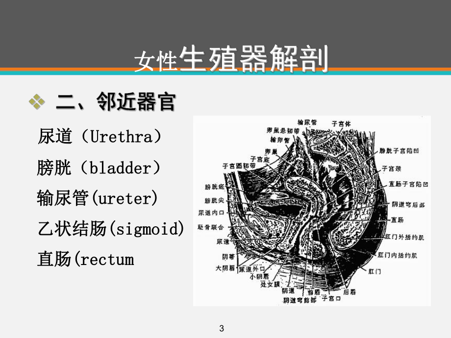 经腹次全子宫切除术护理查房-课件.ppt_第3页