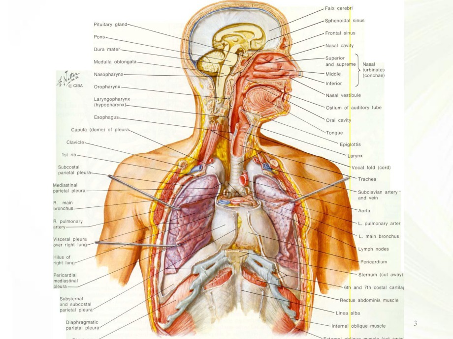 胸部诊断学[心胸外科]课件.ppt_第3页