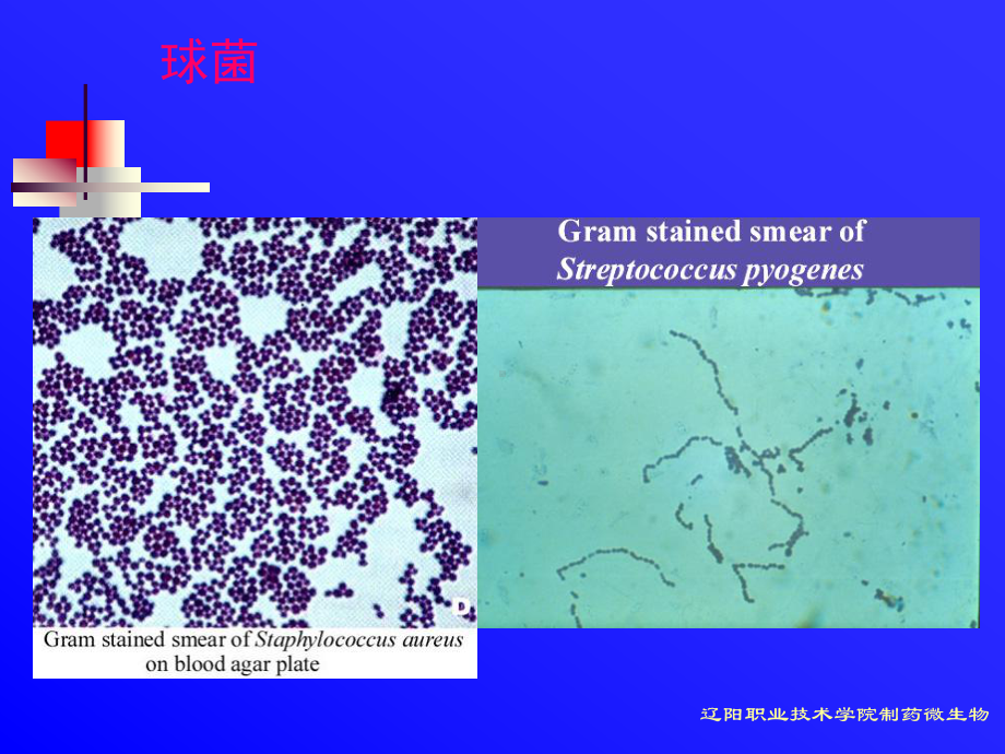 辽阳职业技术学院制药微生物资料课件.ppt_第2页