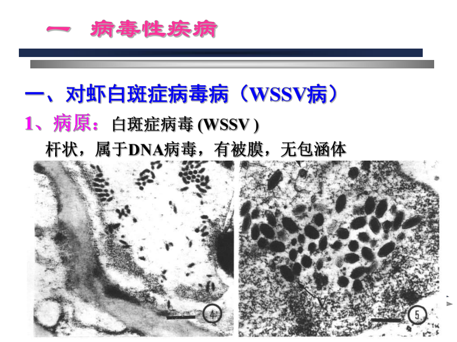 虾蟹类病害防治图谱主题讲座培训课件.ppt_第2页