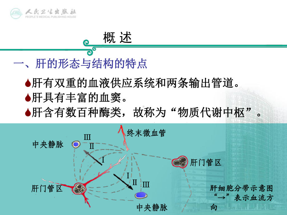 第十四篇肝生化课件.ppt_第3页