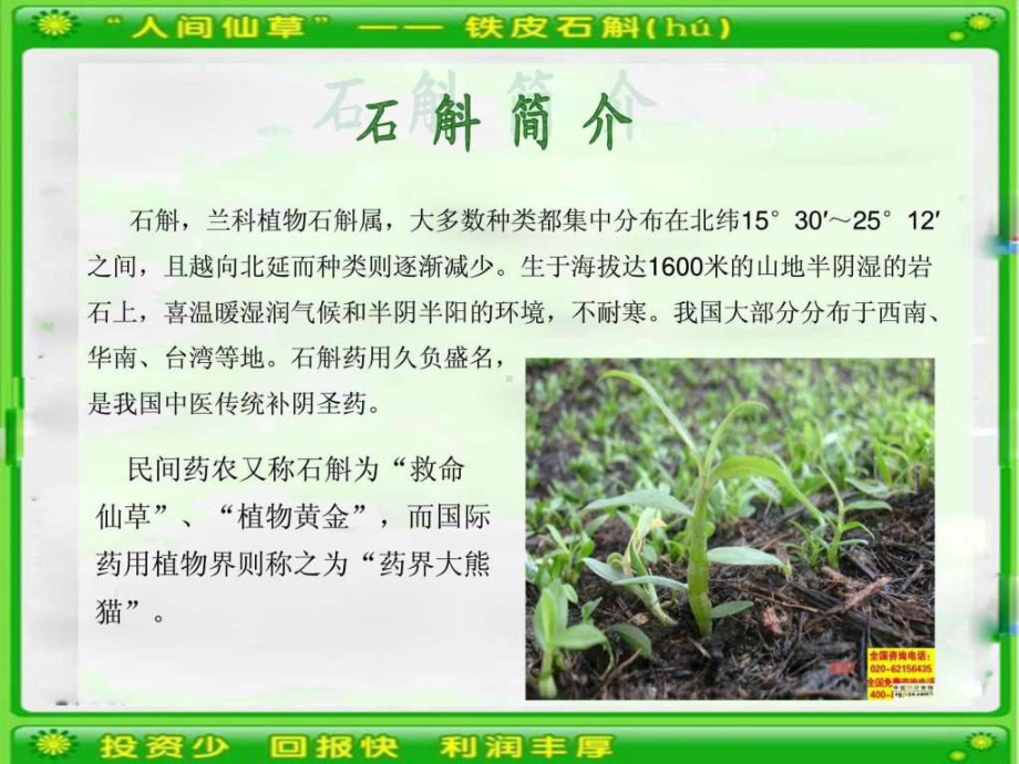 铁皮石斛病虫害及其防治课件.ppt_第2页