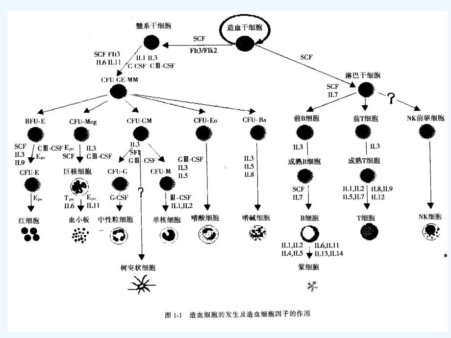 造血干细胞移植治疗实体瘤课件.ppt_第3页