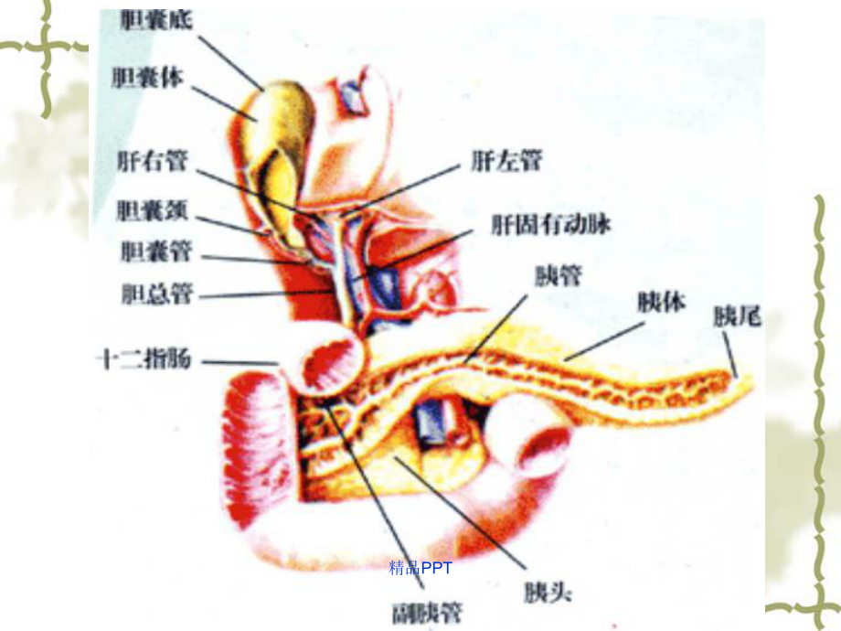 重症胰腺炎的治疗及护理课件.ppt_第3页