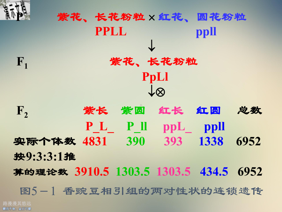 连锁遗传与性连锁培训课程课件.ppt_第3页