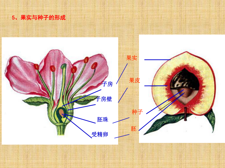 鲁科版生物六年级下册332《绿色植物参与生物圈的水循环》课件2.ppt_第2页