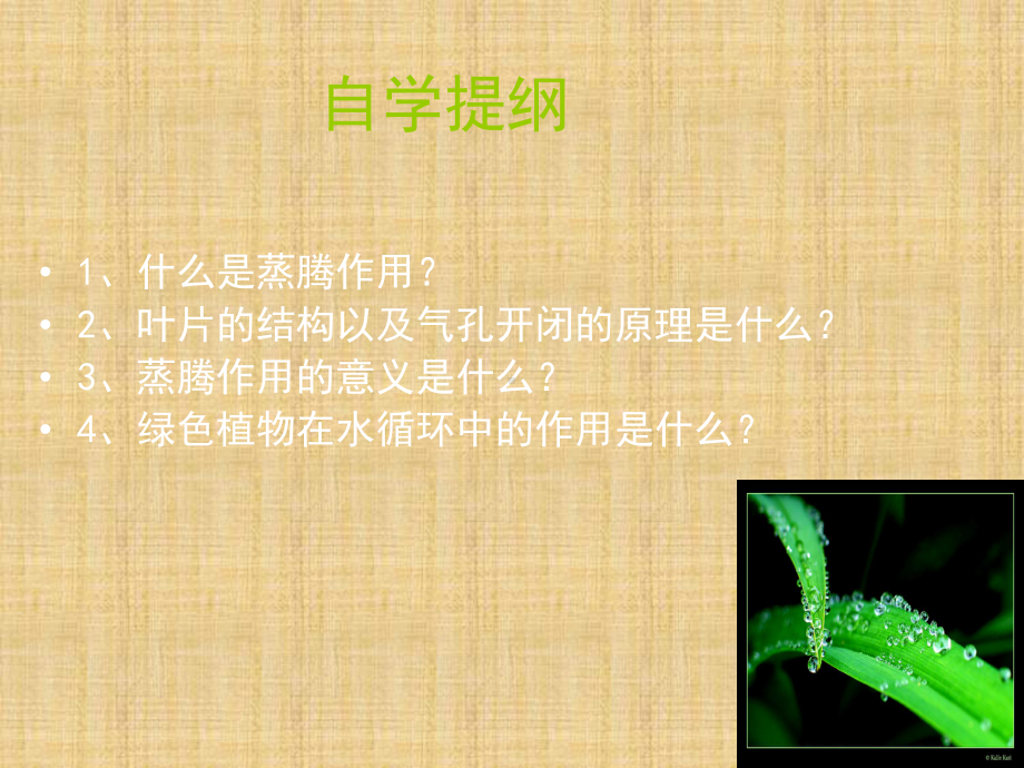 鲁科版生物六年级下册332《绿色植物参与生物圈的水循环》课件2.ppt_第3页