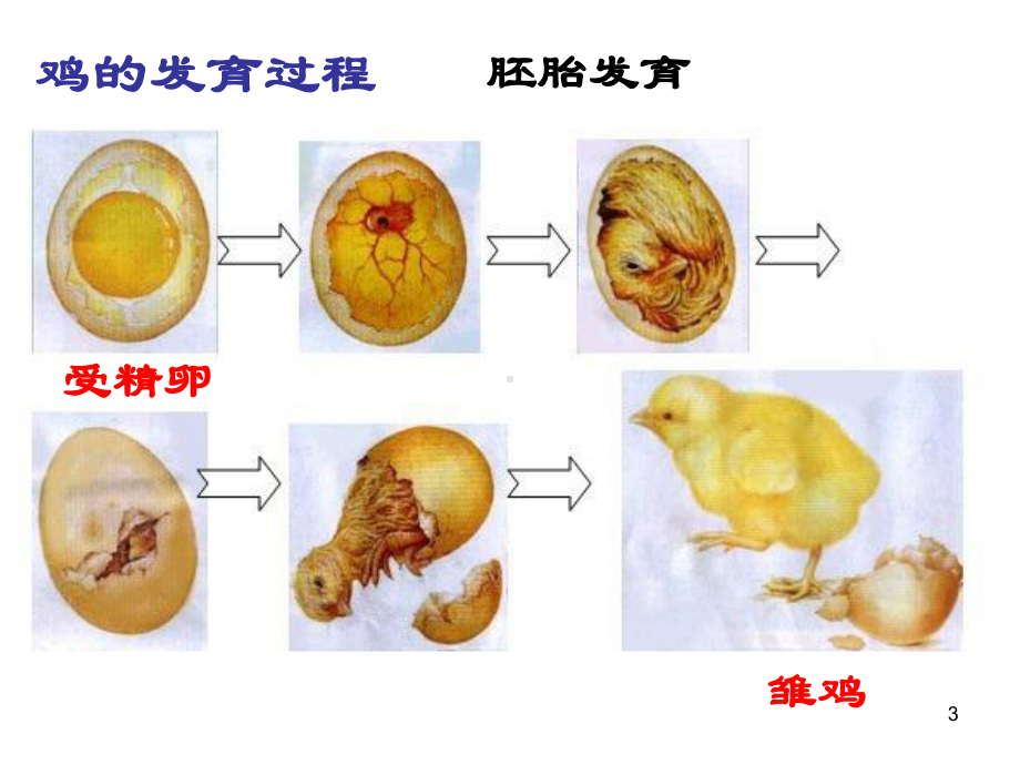 鸟的生长发育教学课件.pptx_第3页