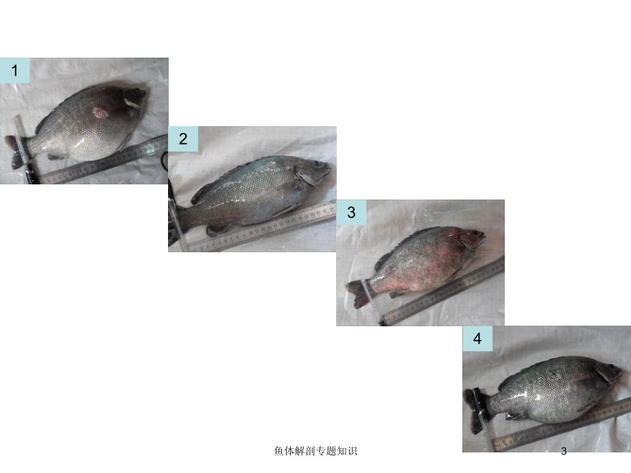 鱼体解剖专题知识培训课件.ppt_第3页