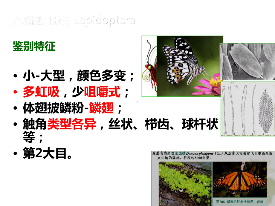 鳞翅目主要科的特征课件.ppt_第3页