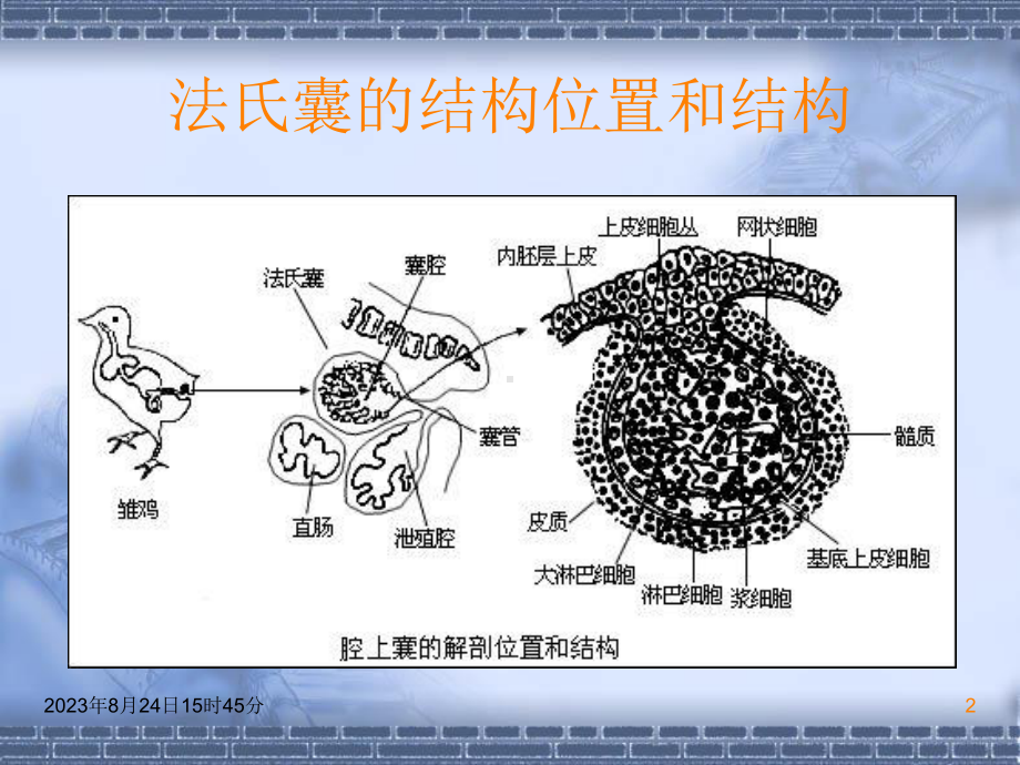 鸡传染性法氏囊病课件.ppt_第2页