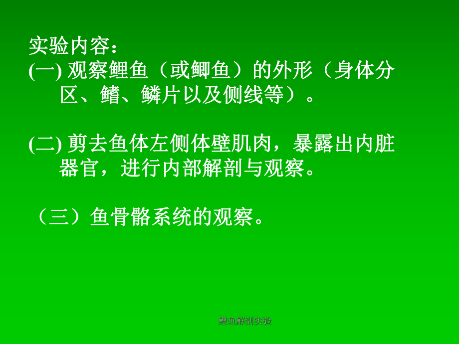 鲤鱼解剖实验-课件.ppt_第3页